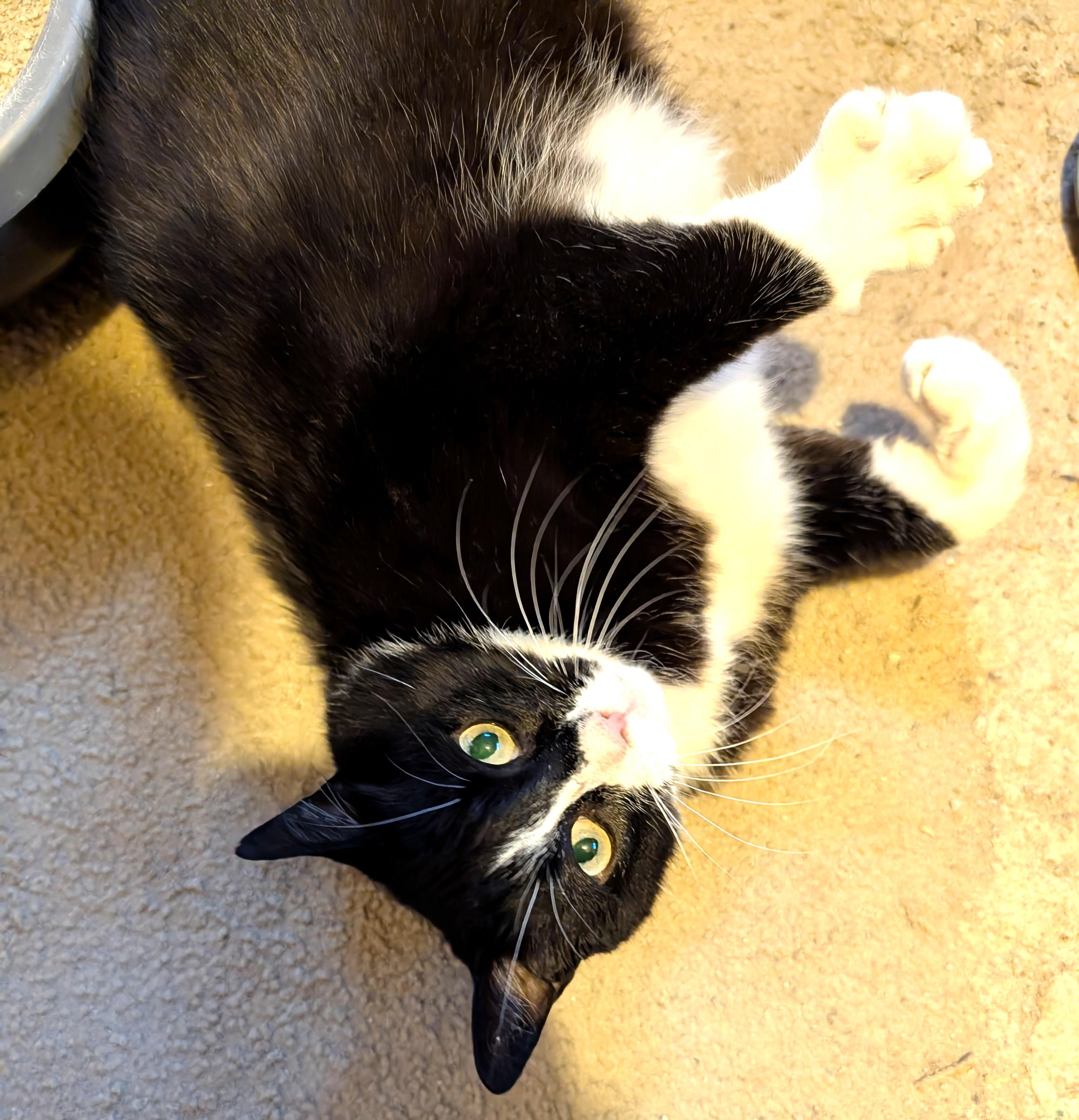 Enlarge Lily, a ADOPTABLE Tuxedo in Stoney Creek, ON image 1/5