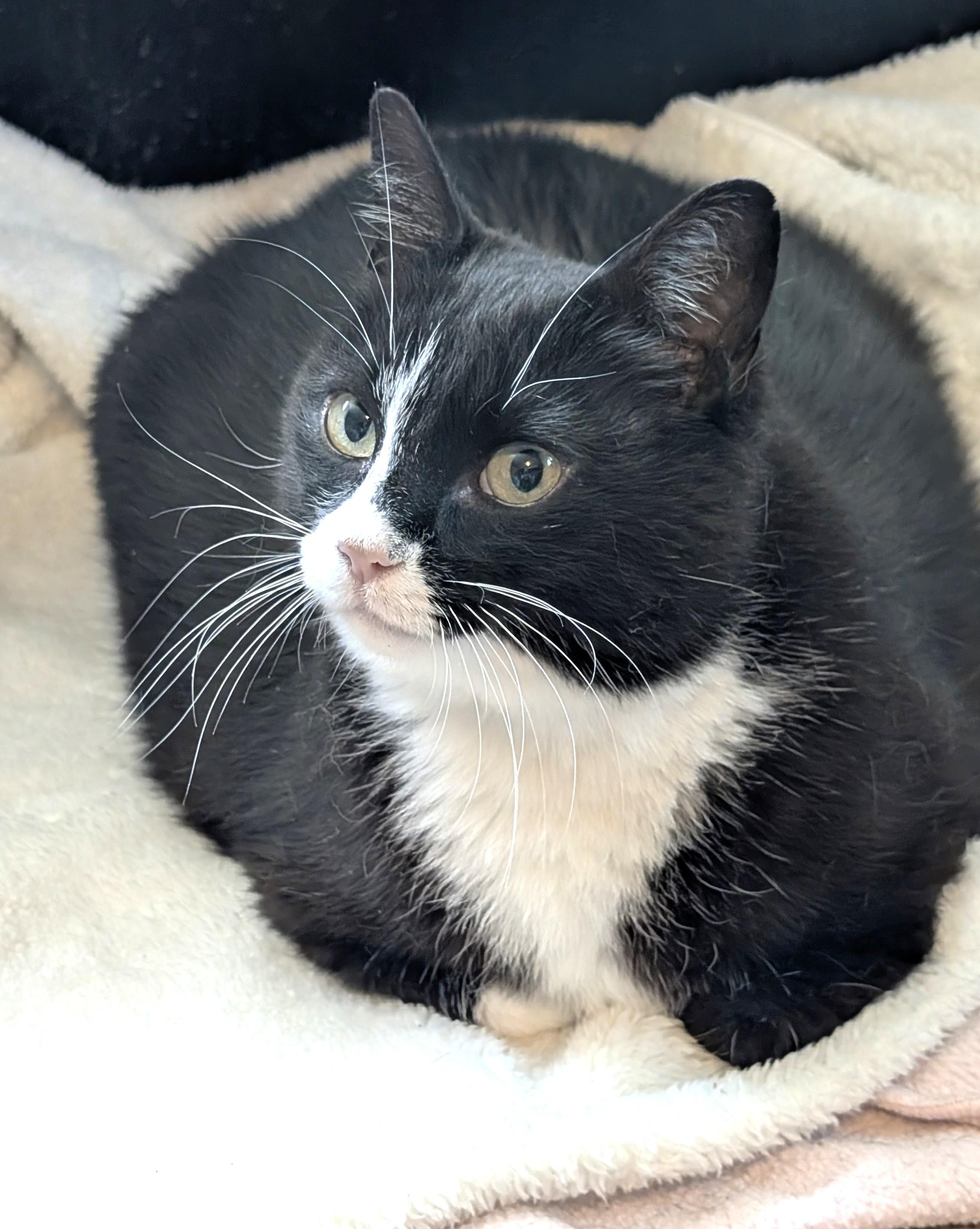 Enlarge Lily, a ADOPTABLE Tuxedo in Stoney Creek, ON image 2/5