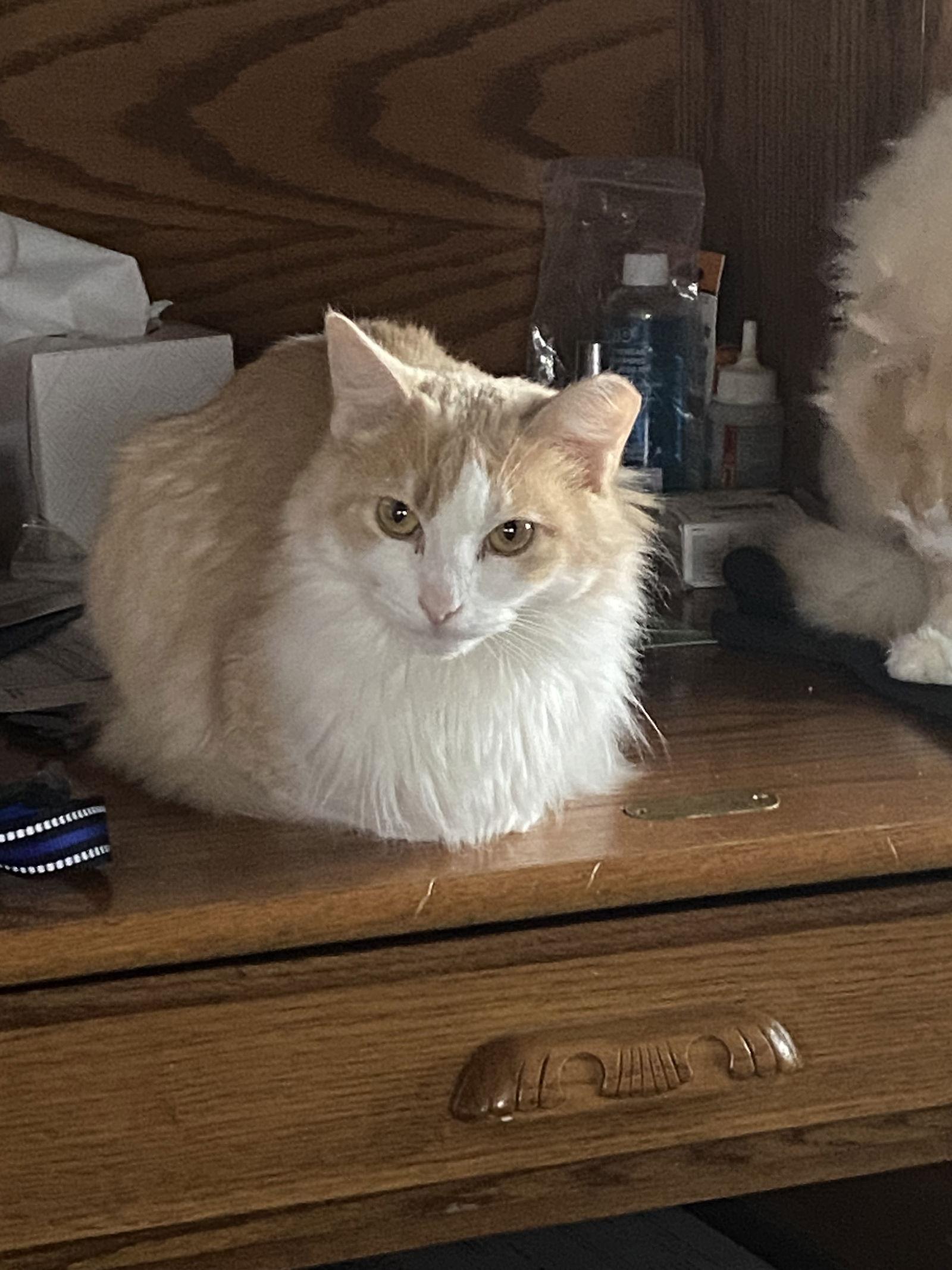 Skye, a Adoptable Domestic Long Hair in McKinney, TX image 1/3