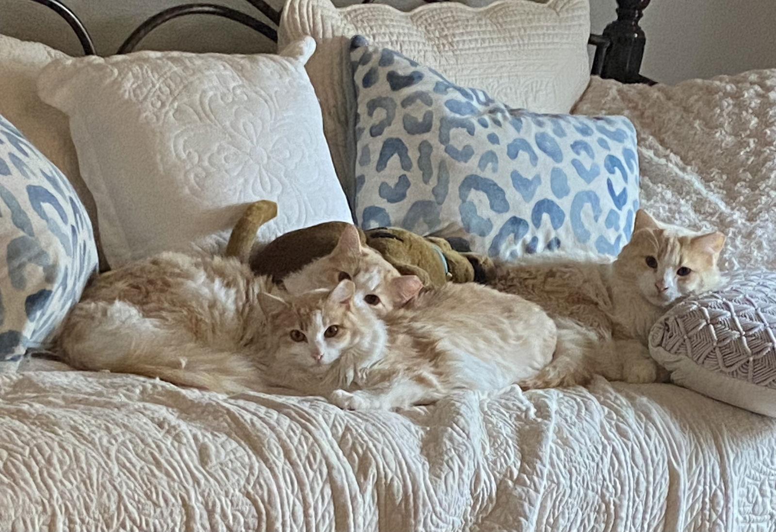 Skye, a Adoptable Domestic Long Hair in McKinney, TX image 2/3