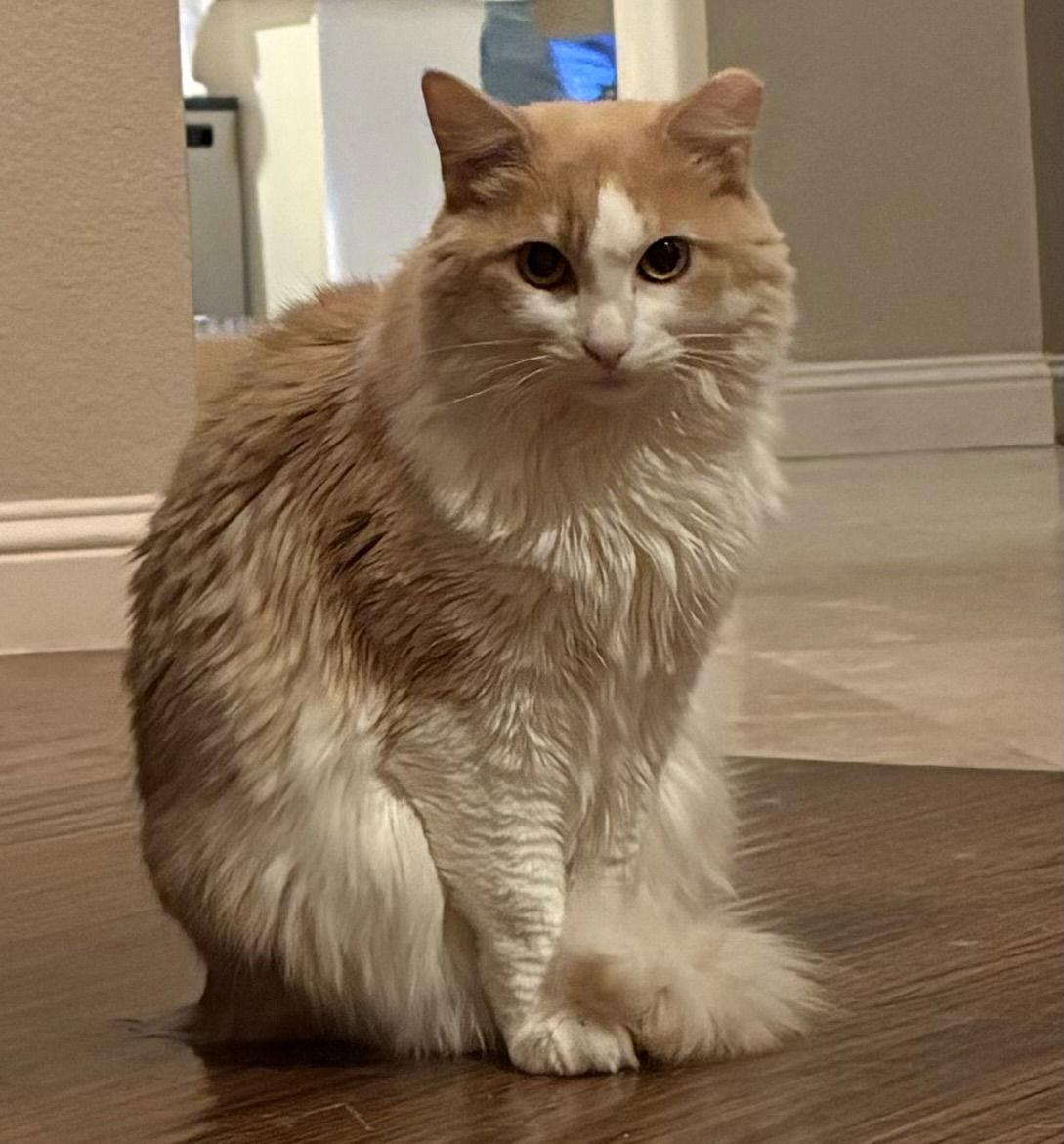 Skye, Adoptable, Adult Female Domestic Long Hair.