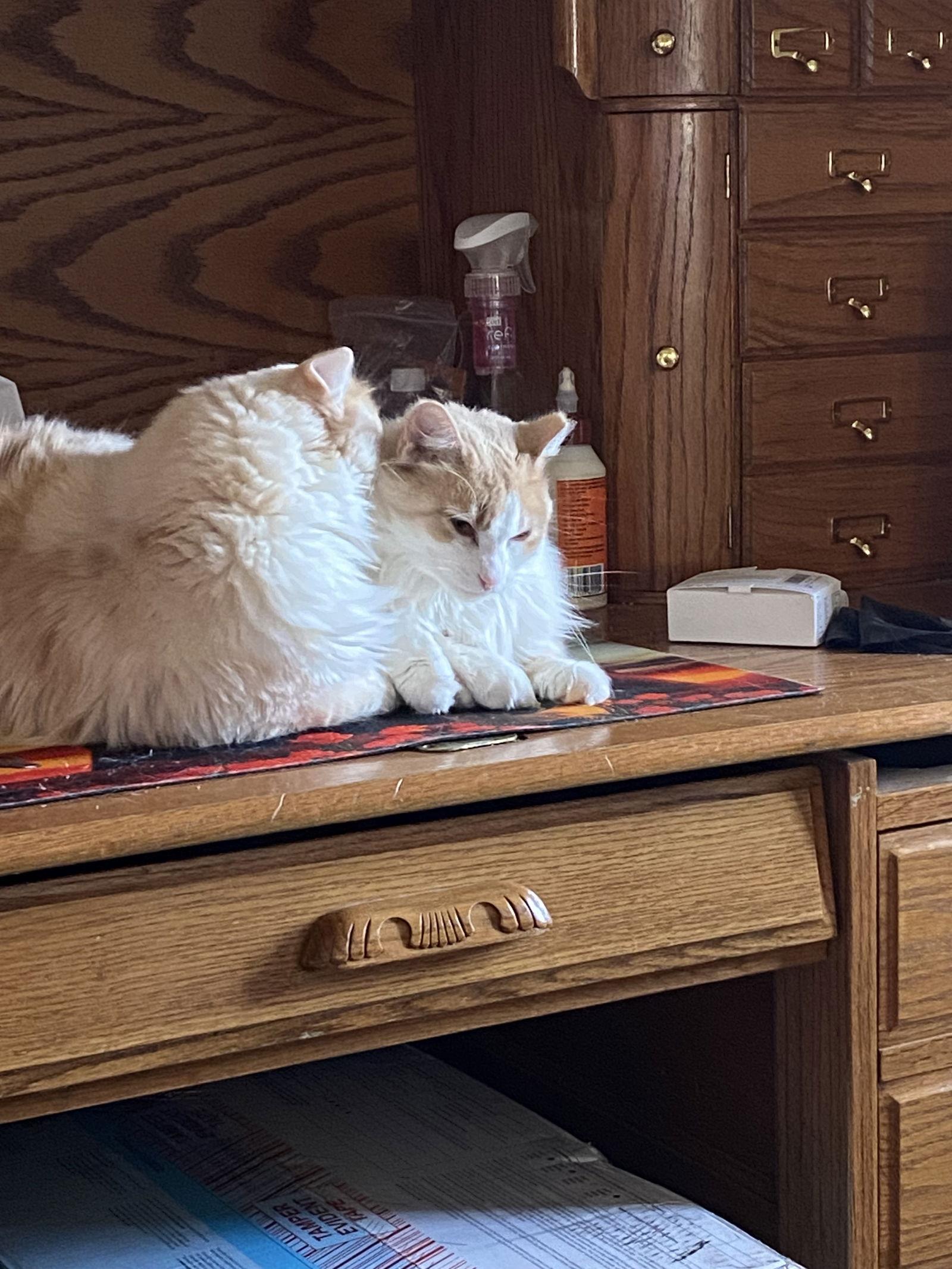 Skye, a Adoptable Domestic Long Hair in McKinney, TX image 3/3