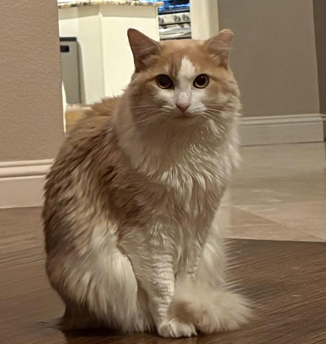 Enlarge Skye, a Adoptable Domestic Long Hair in McKinney, TX image 3/3