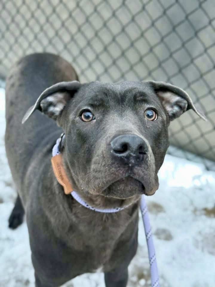 Enlarge Kalisha, a ADOPTABLE mixed breed in Chicago, IL image 4/5