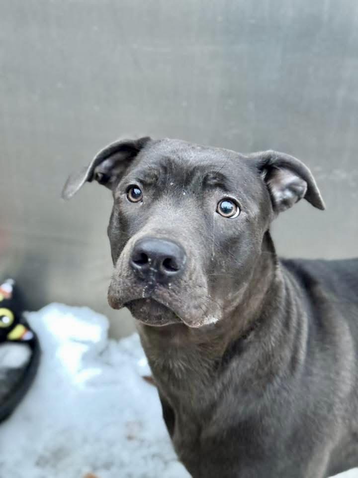 Kalisha, ADOPTABLE, Adult Female Labrador Retriever & Pit Bull Terrier.