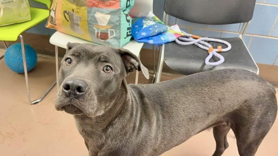 Enlarge Kalisha, a ADOPTABLE mixed breed in Chicago, IL image 3/5