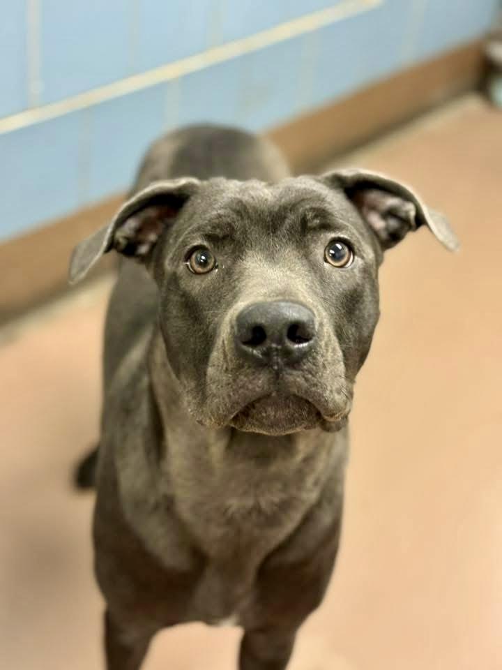Enlarge Kalisha, a ADOPTABLE mixed breed in Chicago, IL image 2/5