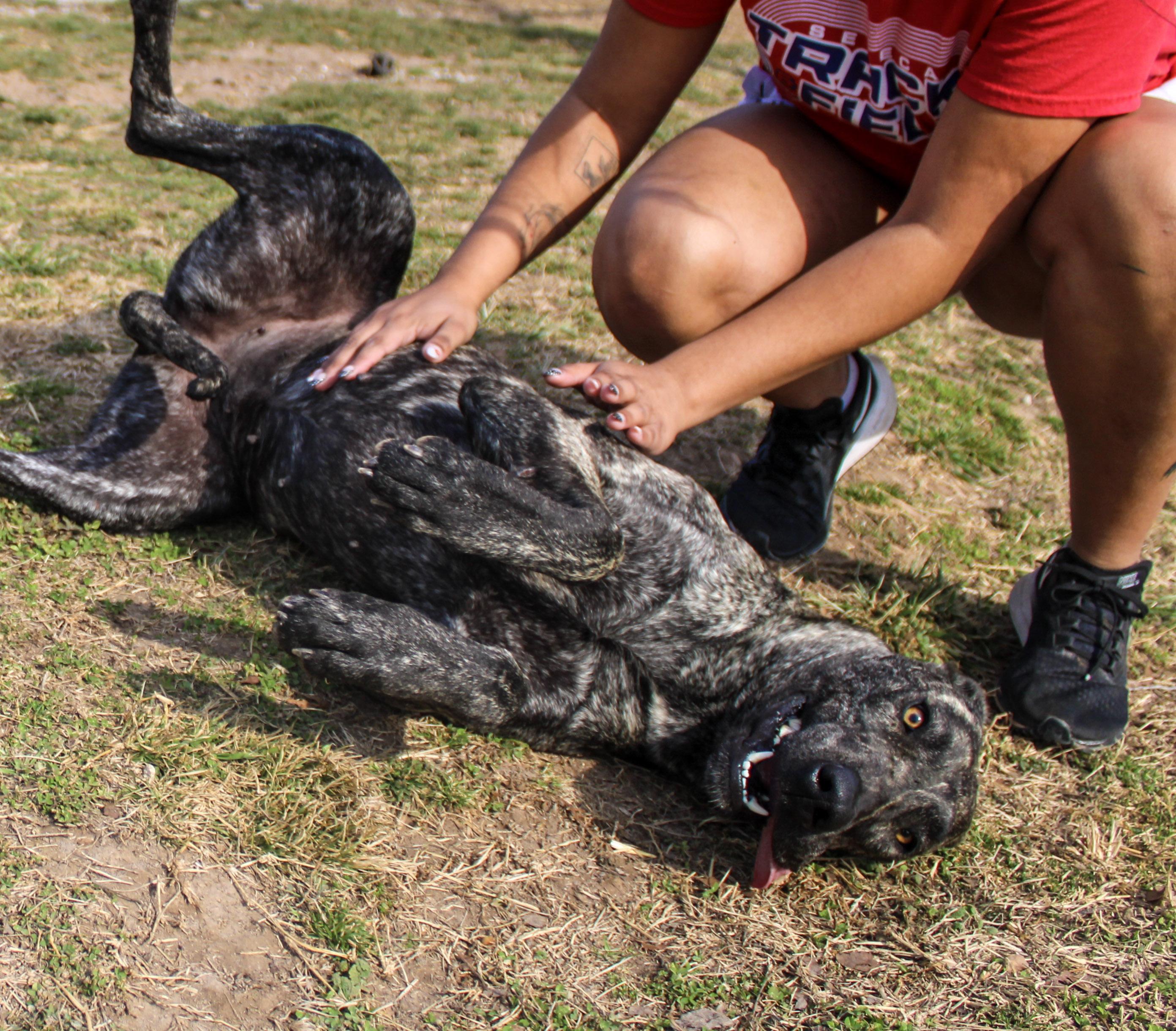 Enlarge Rosie, a ADOPTABLE Great Dane in Neosho, MO image 3/3