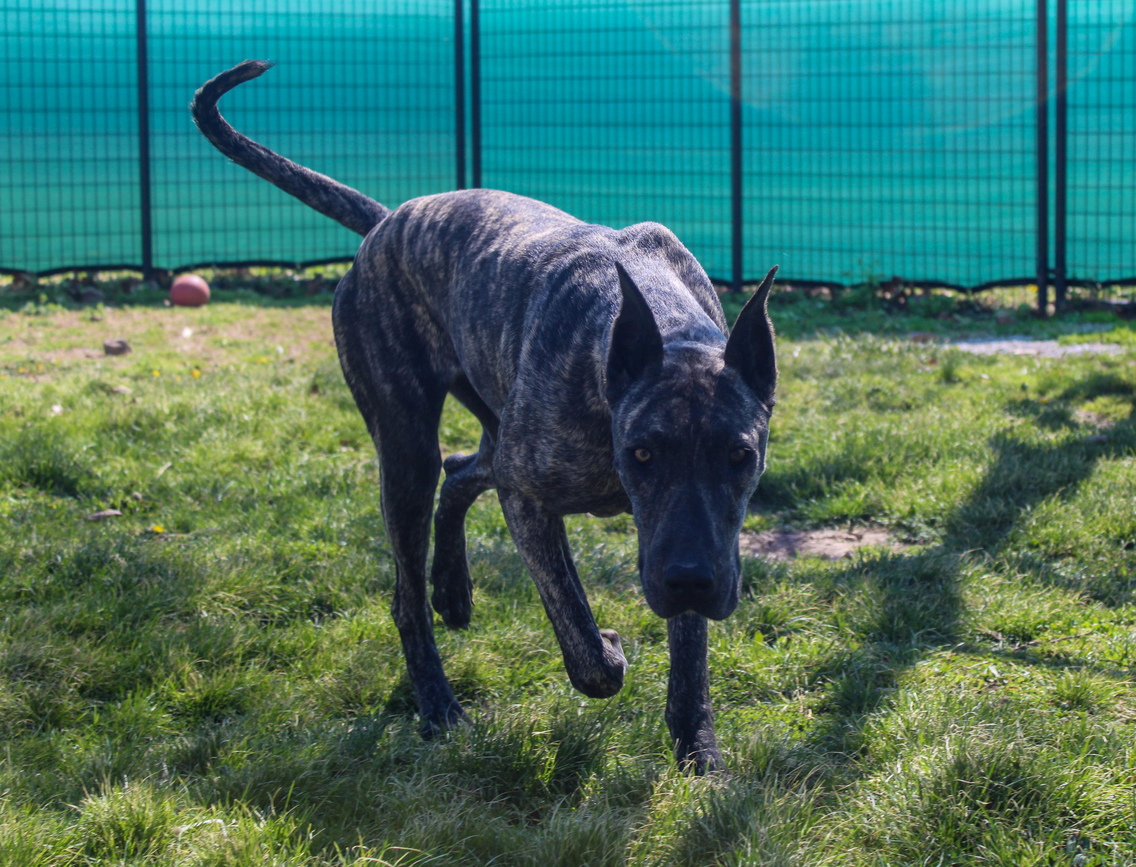 Enlarge Rosie, a ADOPTABLE Great Dane in Neosho, MO image 1/3