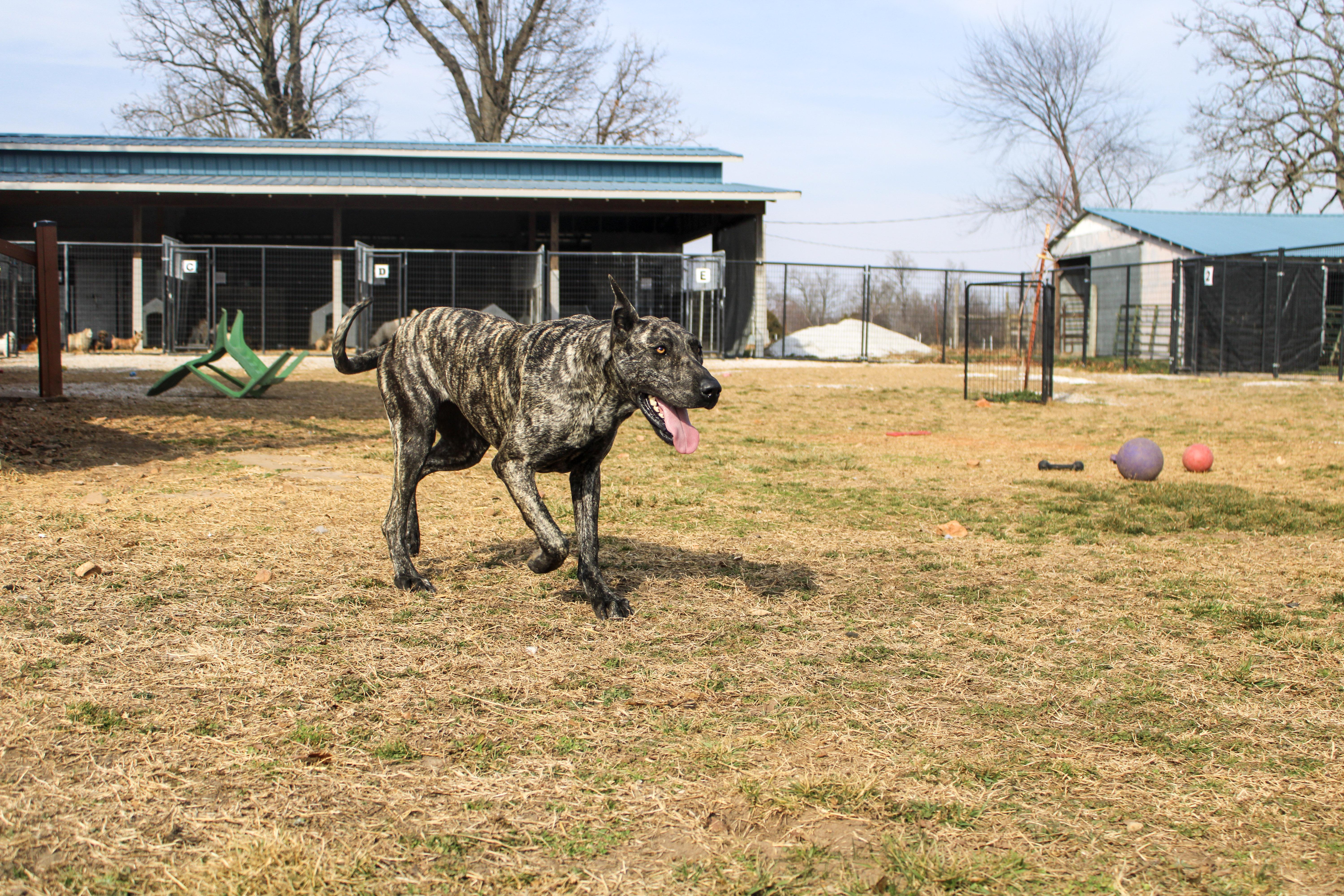 Enlarge Rosie, a ADOPTABLE Great Dane in Neosho, MO image 2/3