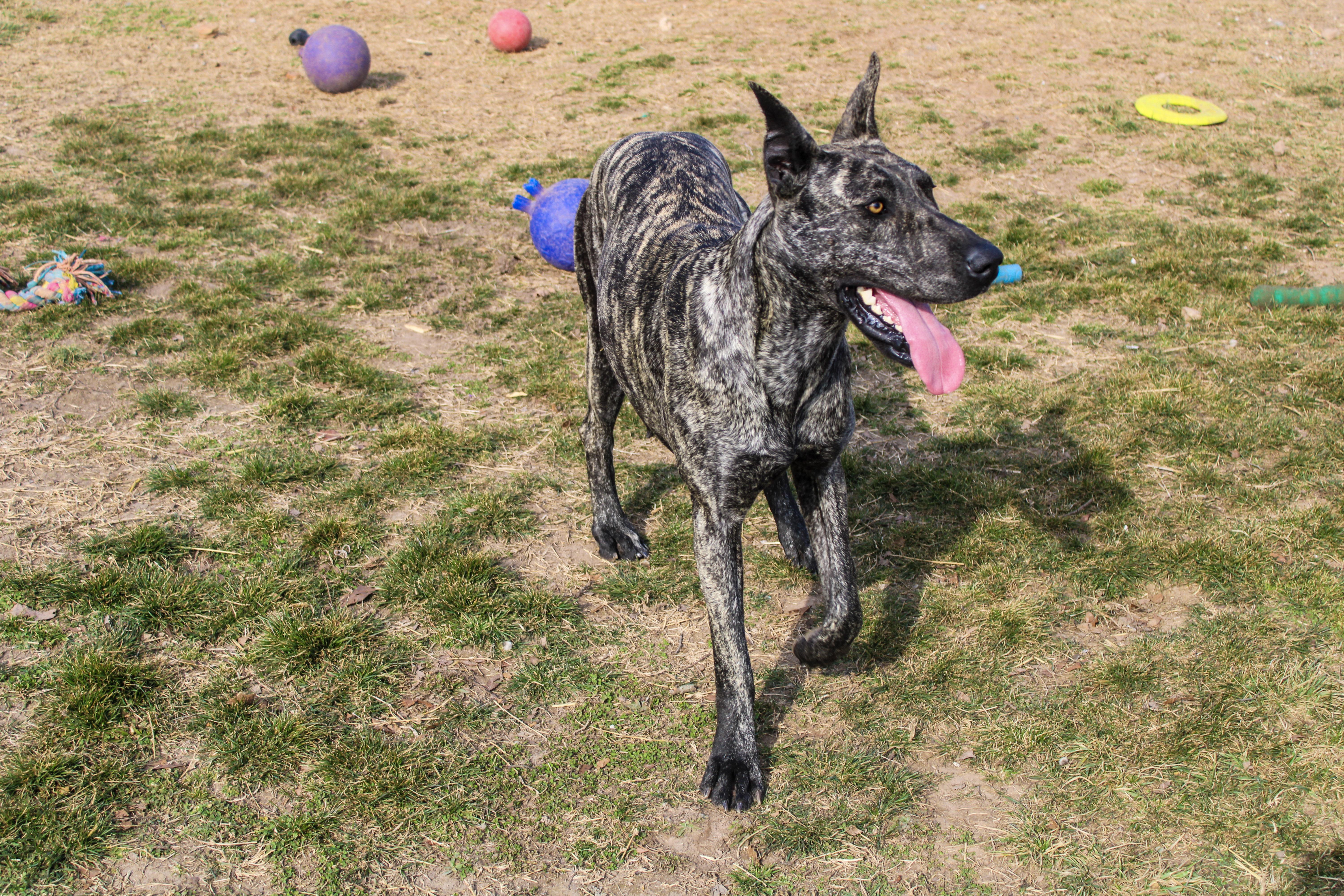 Enlarge Rosie, a ADOPTABLE Great Dane in Neosho, MO image 1/3