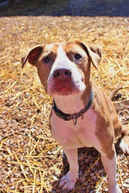 Sassy, a Adoptable mixed breed in Morton Grove, IL image 1/3
