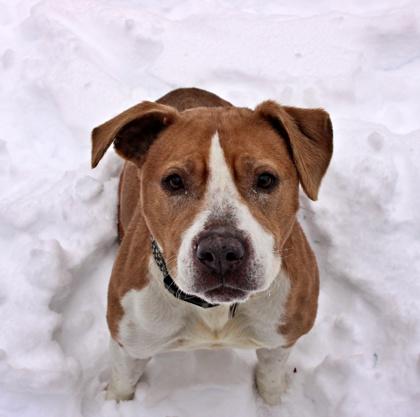Sassy, Adoptable, Senior Female American Staffordshire Terrier & Mixed Breed.
