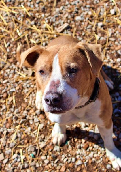 Sassy, a Adoptable mixed breed in Morton Grove, IL image 3/3