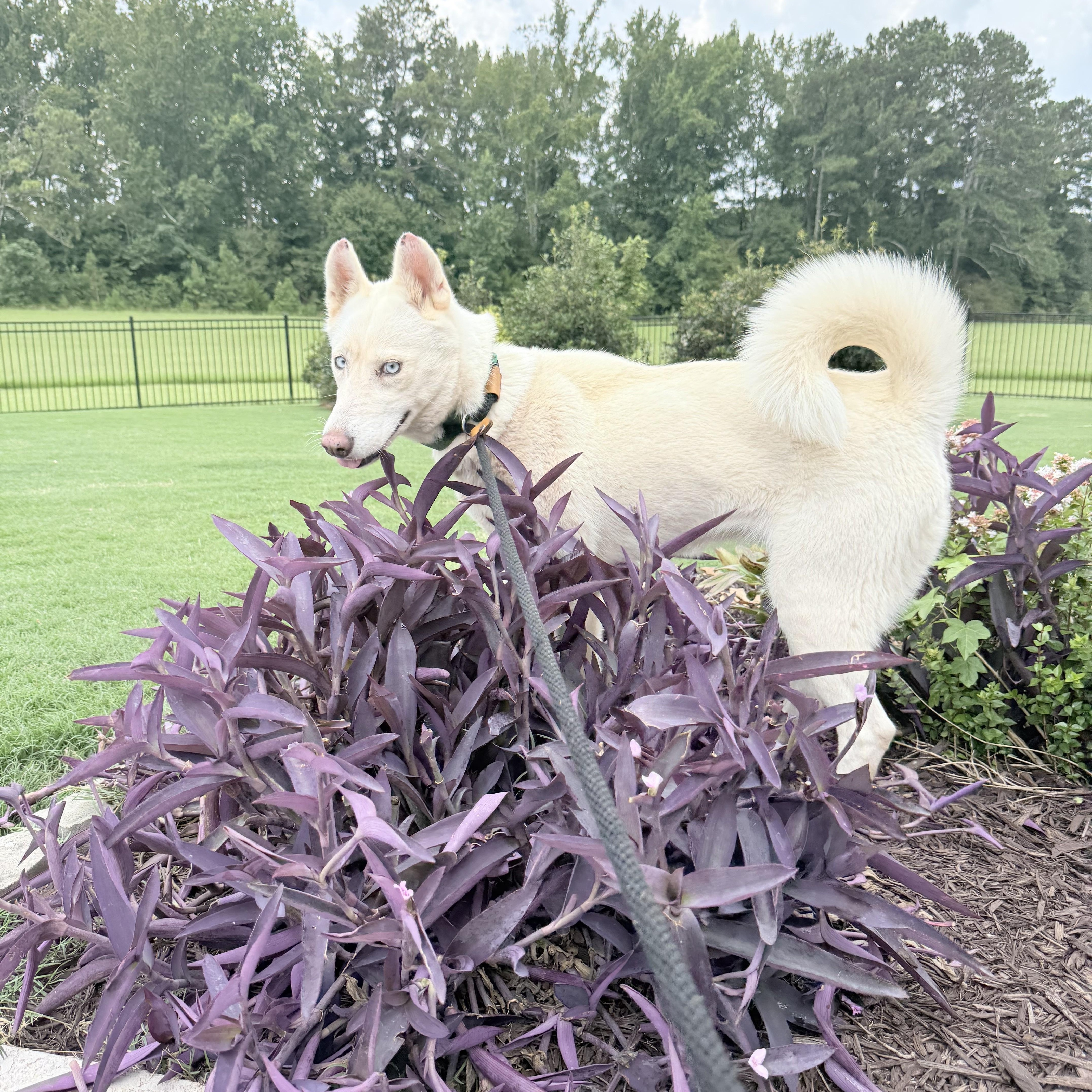Enlarge MISSY, a Adopted Husky in Newborn, GA image 1/4