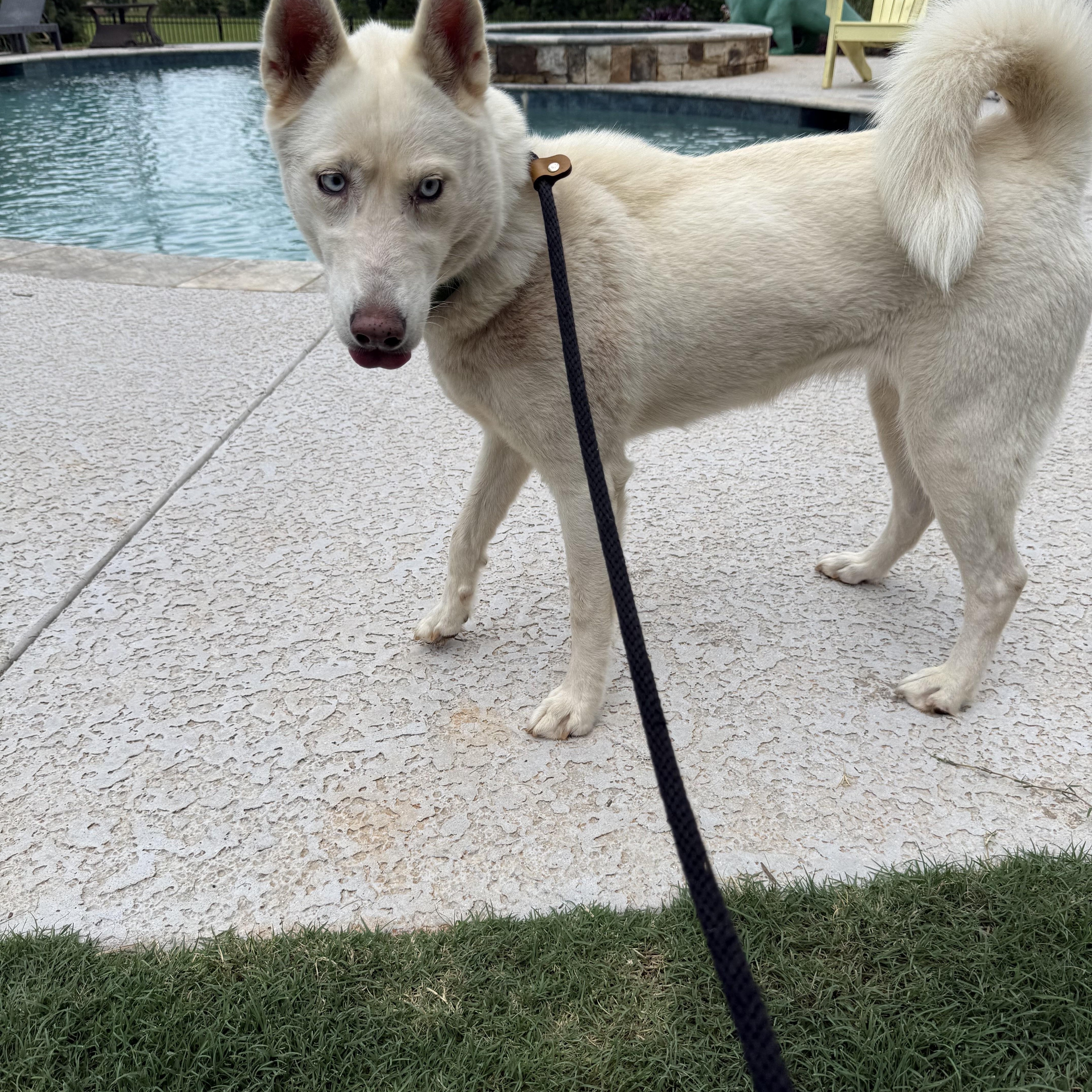 Enlarge MISSY, a Adopted Husky in Newborn, GA image 4/4
