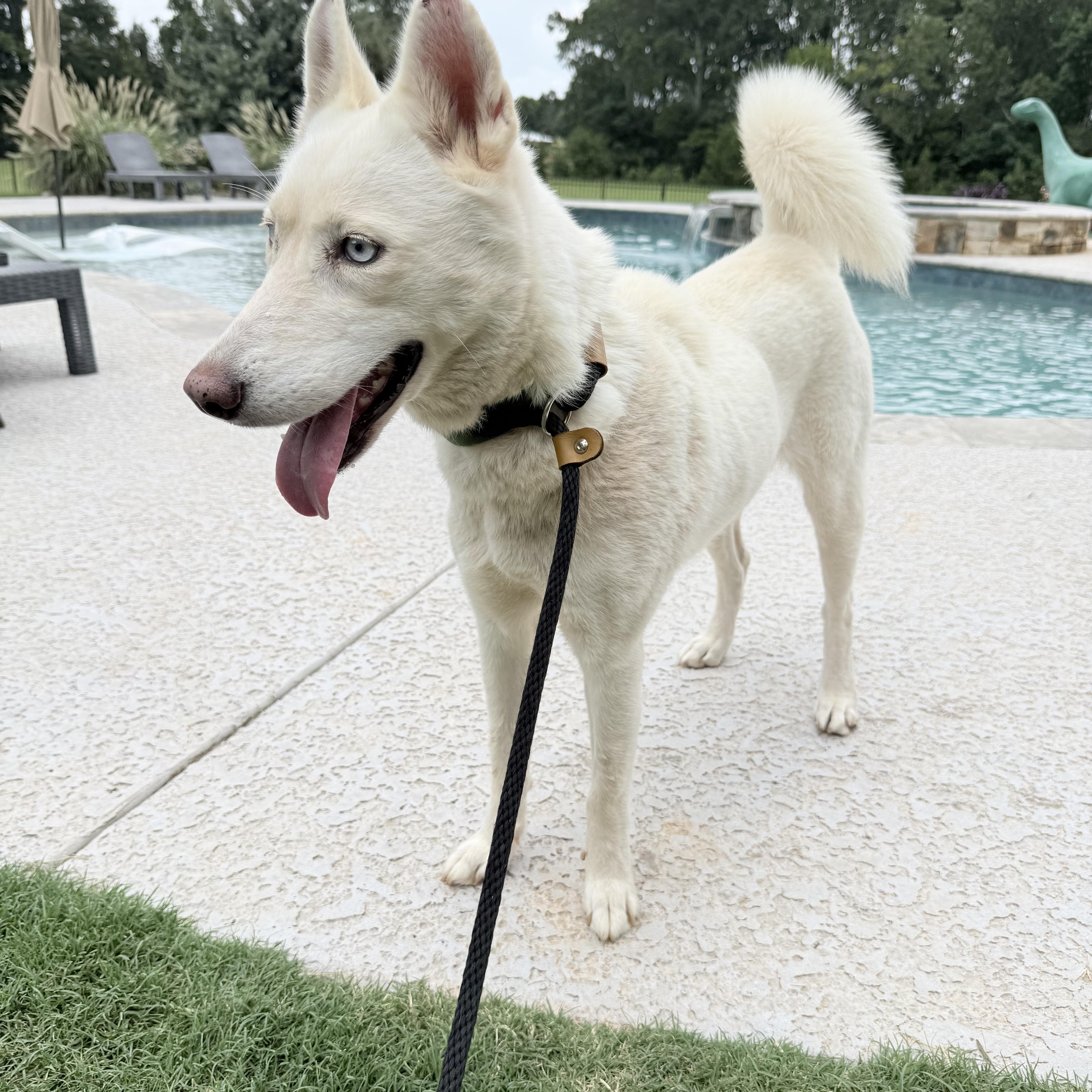 Enlarge MISSY, a Adopted Husky in Newborn, GA image 3/4