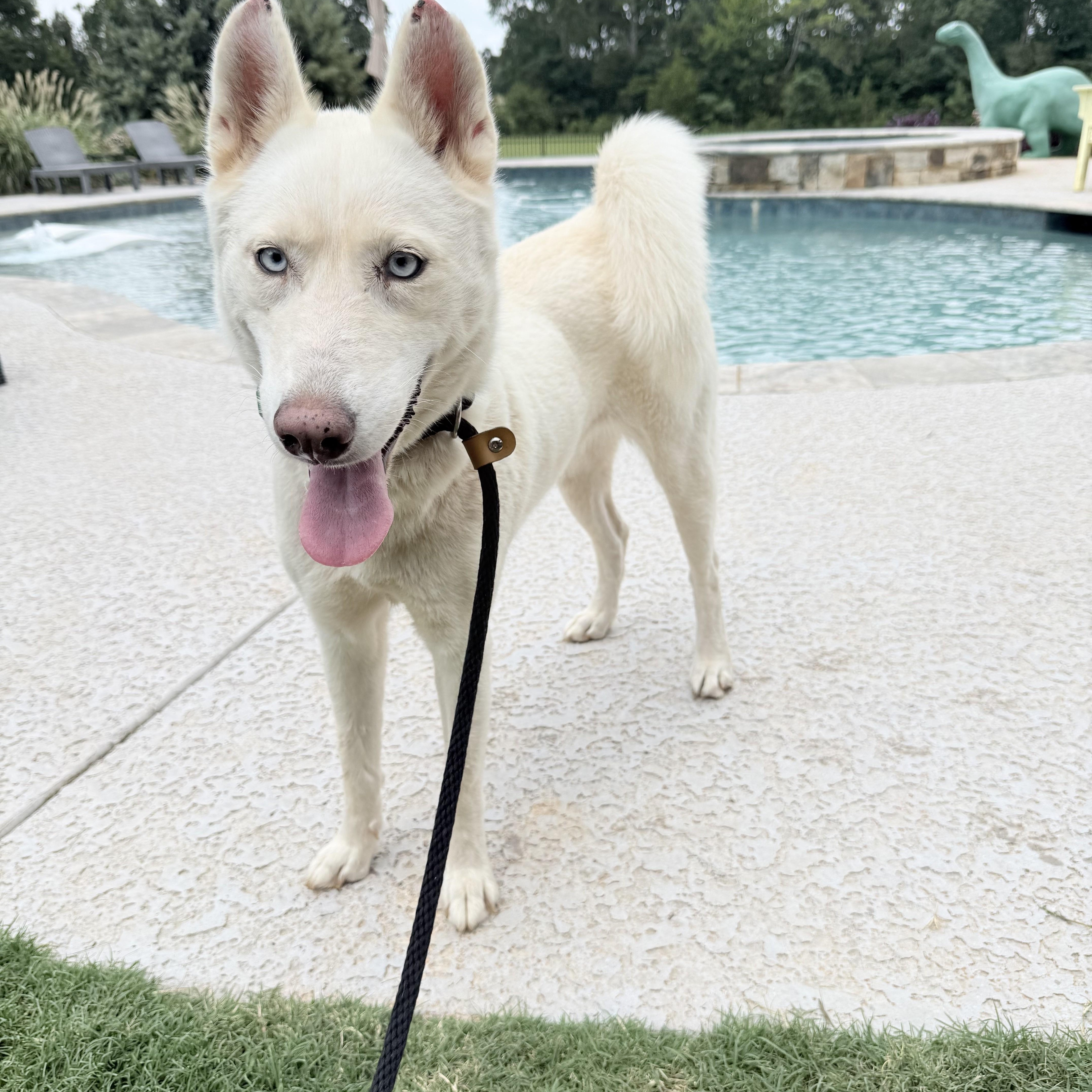 Enlarge MISSY, a Adopted Husky in Newborn, GA image 2/4
