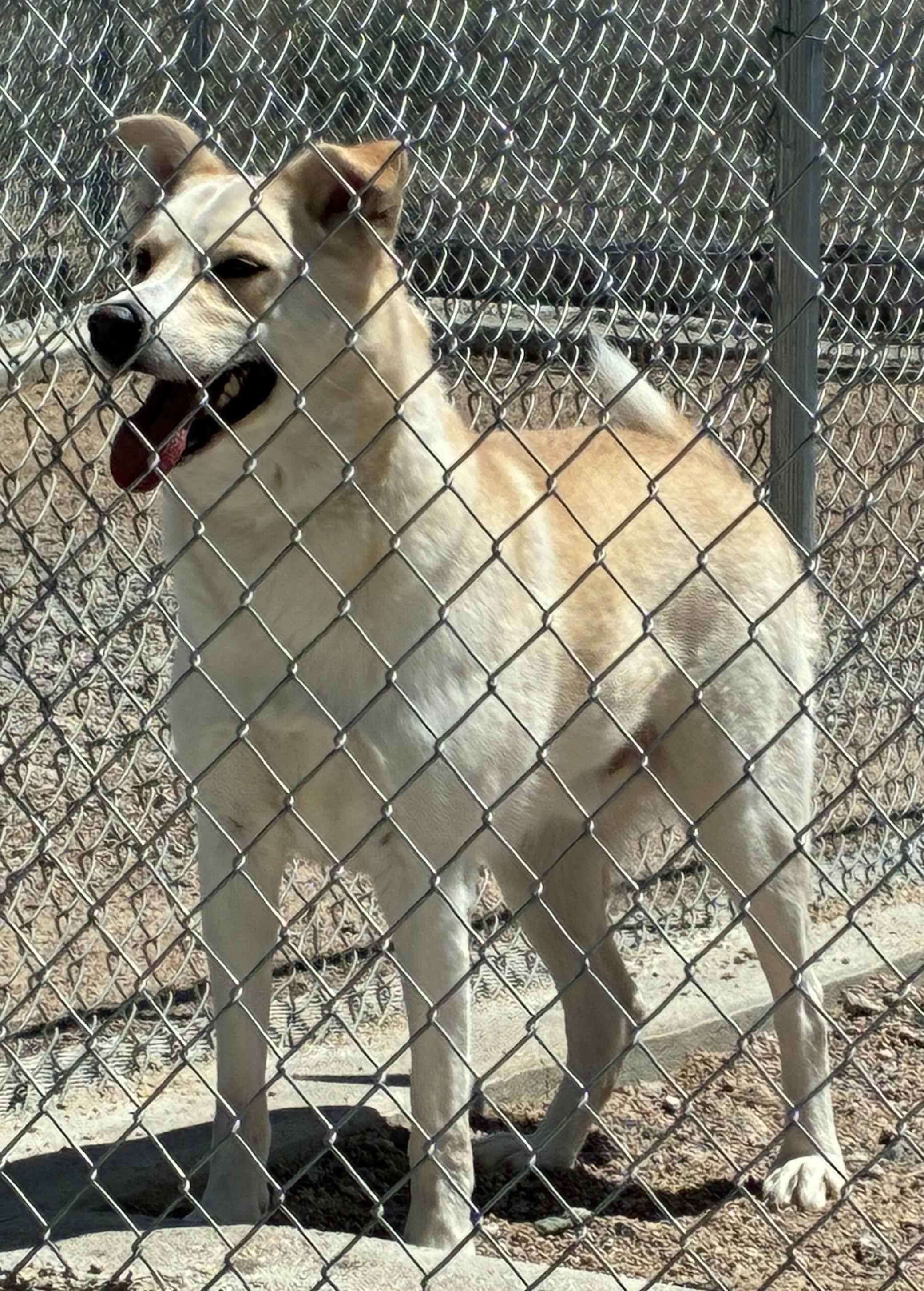 Enlarge Rocky, a ADOPTABLE mixed breed in Greeley, CO image 2/3