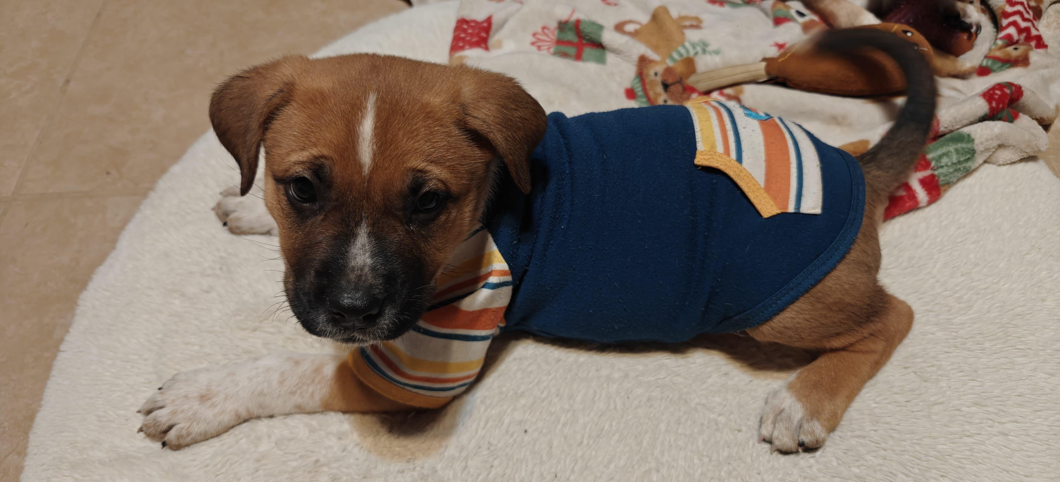 Deks, ADOPTABLE, Young Male Pit Bull Terrier.