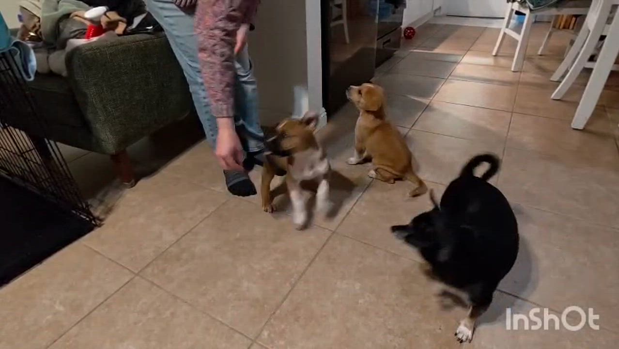 Enlarge Deks, a ADOPTABLE Pit Bull Terrier in San Diego, CA video 2/3