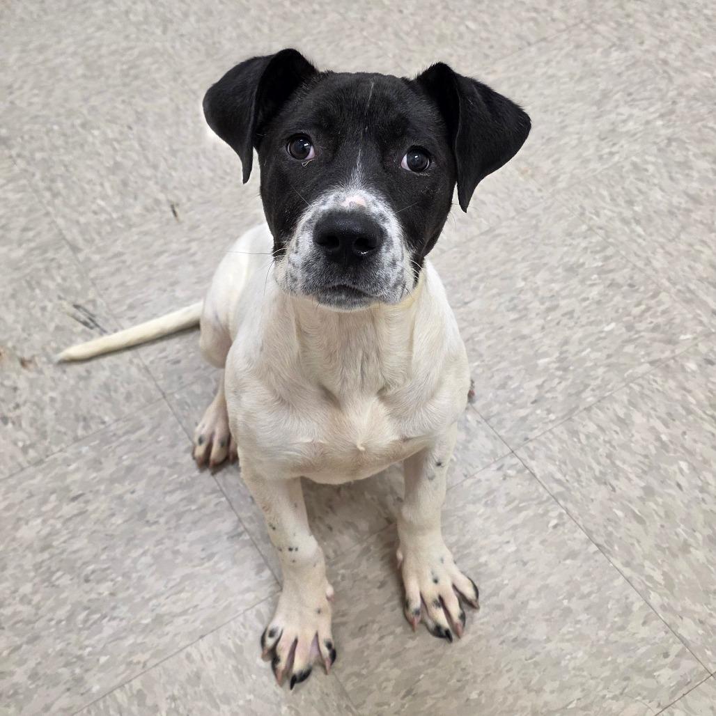 Carbon, a Adoptable mixed breed in Chatham, VA image 1/4