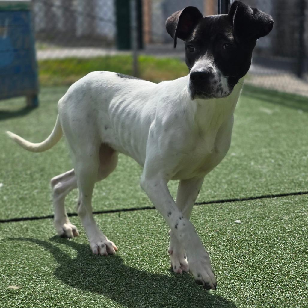 Carbon, a Adoptable mixed breed in Chatham, VA image 2/4
