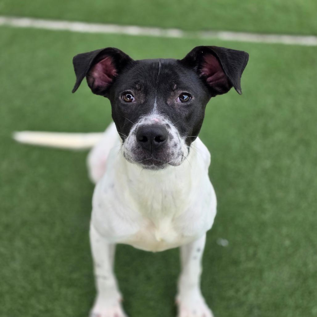Carbon, a Adoptable mixed breed in Chatham, VA image 3/4