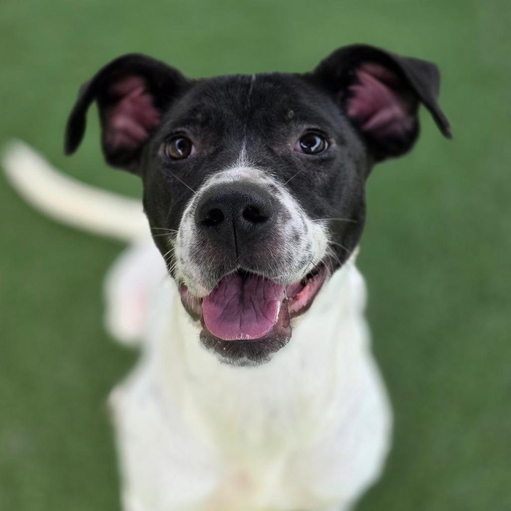 Carbon, a Adoptable mixed breed in Chatham, VA image 4/4