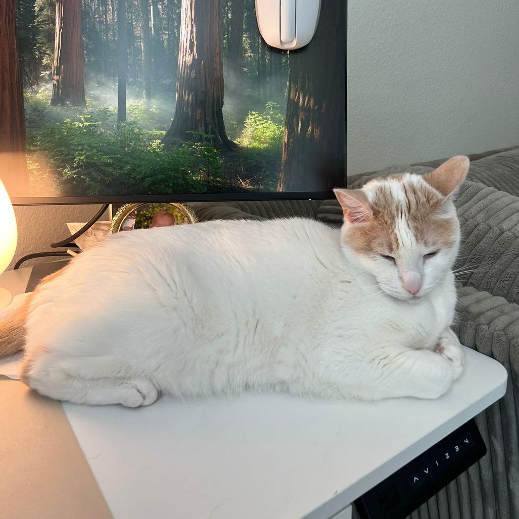 Henry, Adoptable, Senior Male Domestic Short Hair.
