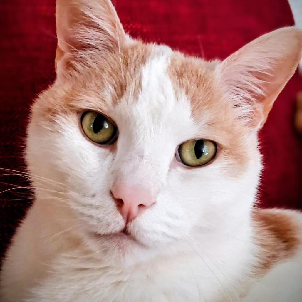 Henry, Adoptable, Senior Male Domestic Short Hair.