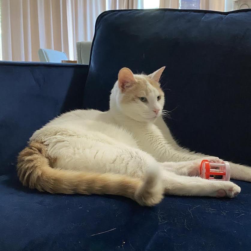 Enlarge Henry, a Adoptable Domestic Short Hair in Morgan Hill, CA image 2/6
