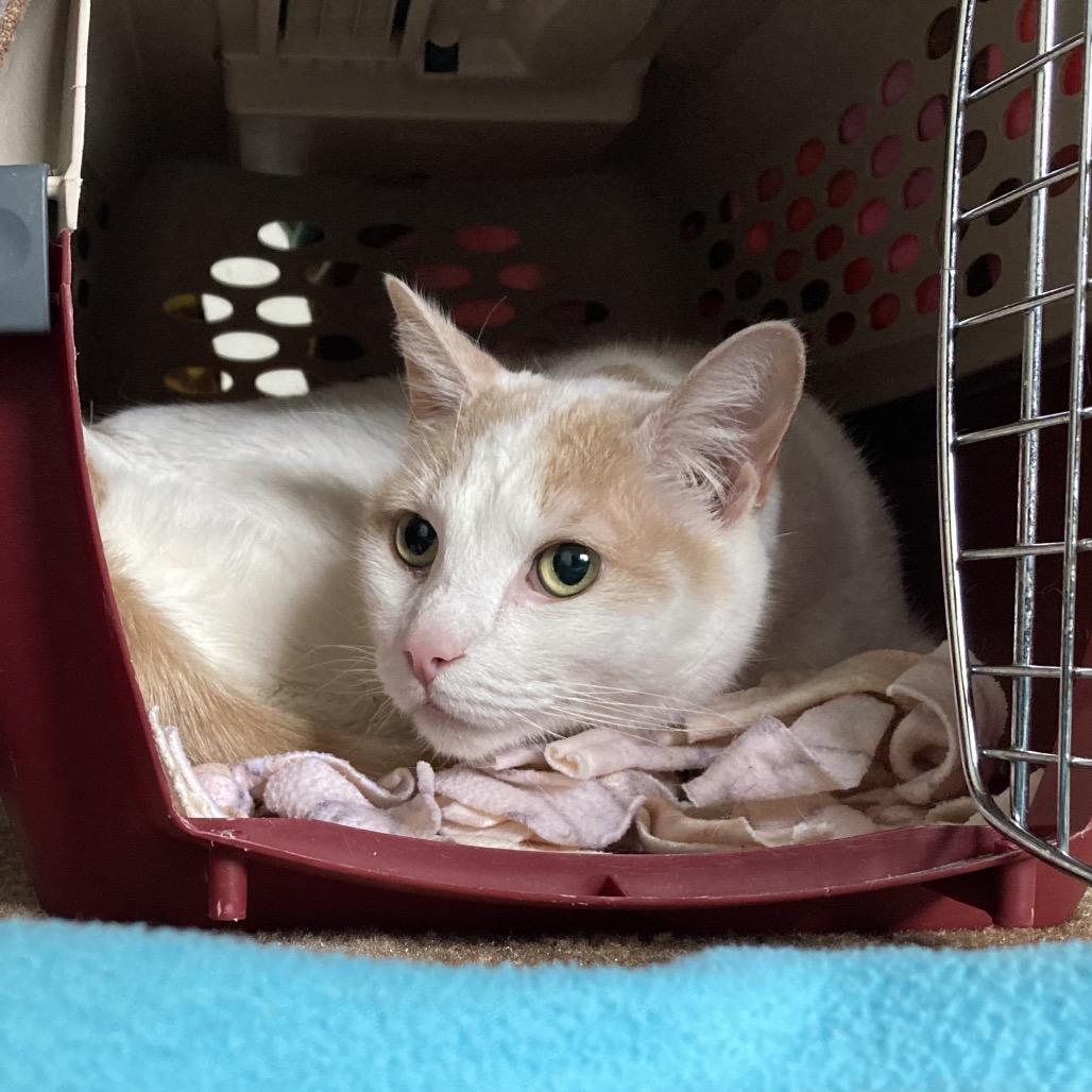 Enlarge Henry, a Adoptable Domestic Short Hair in Morgan Hill, CA image 1/6