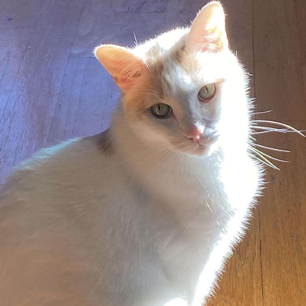 Enlarge Henry, a Adoptable Domestic Short Hair in Morgan Hill, CA image 4/6