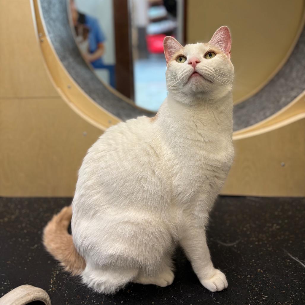 Enlarge Henry, a Adoptable Domestic Short Hair in Morgan Hill, CA image 4/6