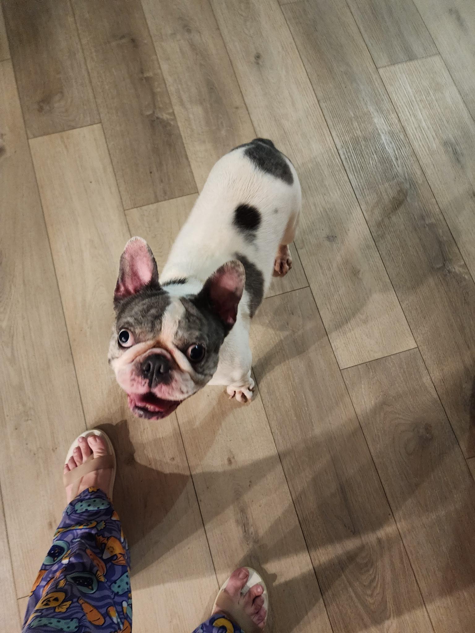 Shelby, Adopted, Adult Female French Bulldog.