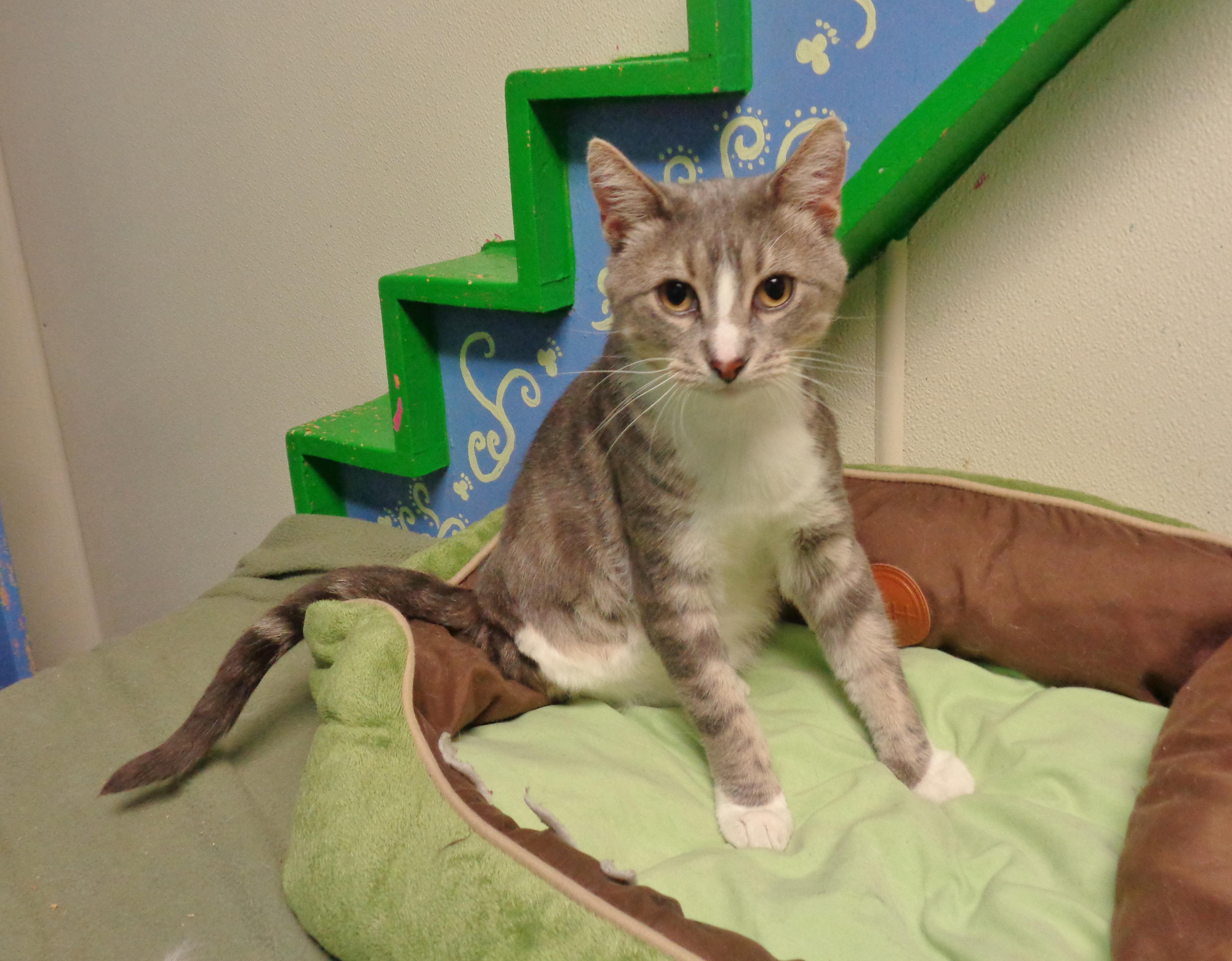Enlarge POGO, a ADOPTABLE Tabby in Delhi, NY image 1/6