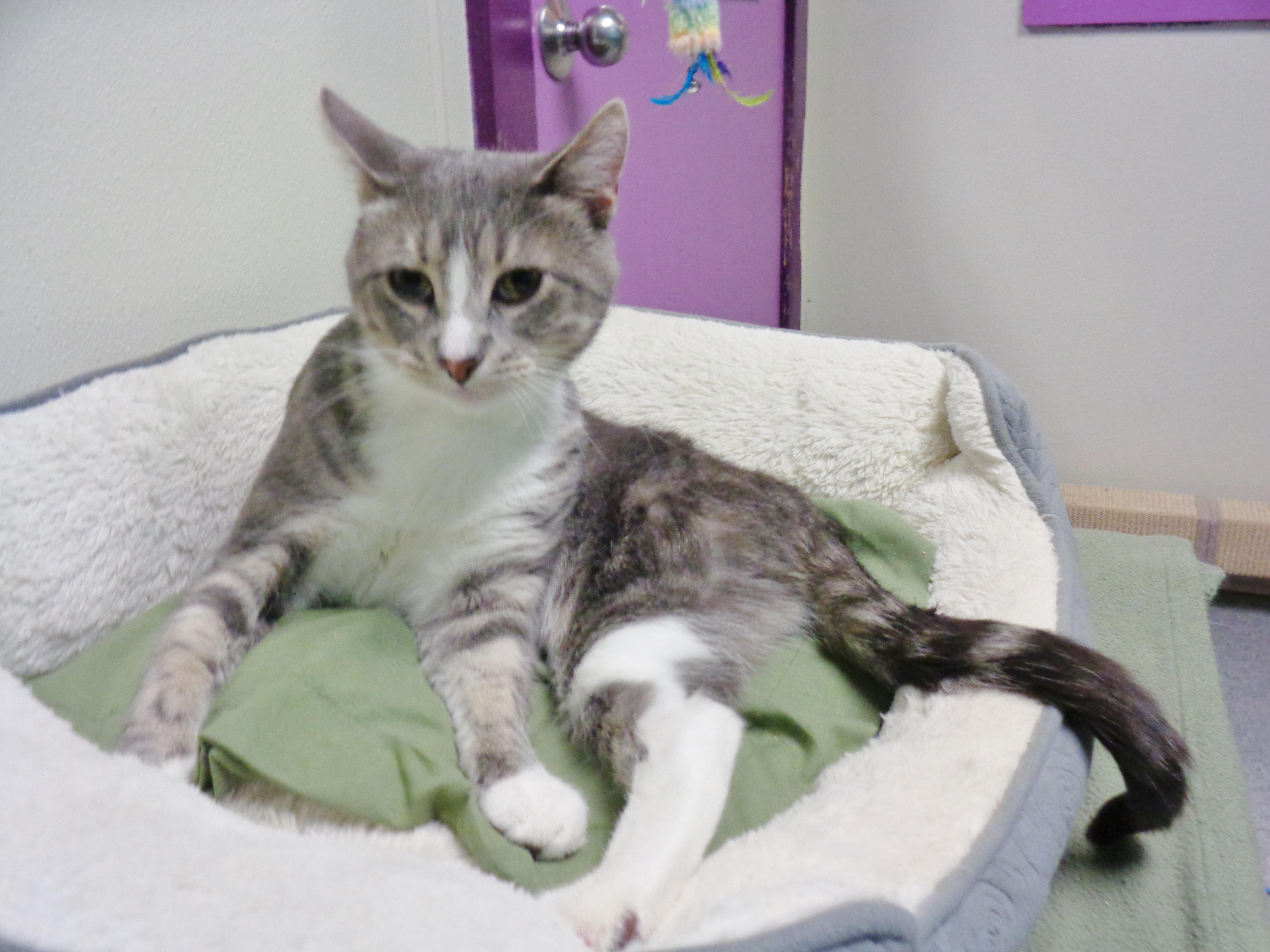 Enlarge POGO, a ADOPTABLE Tabby in Delhi, NY image 5/6
