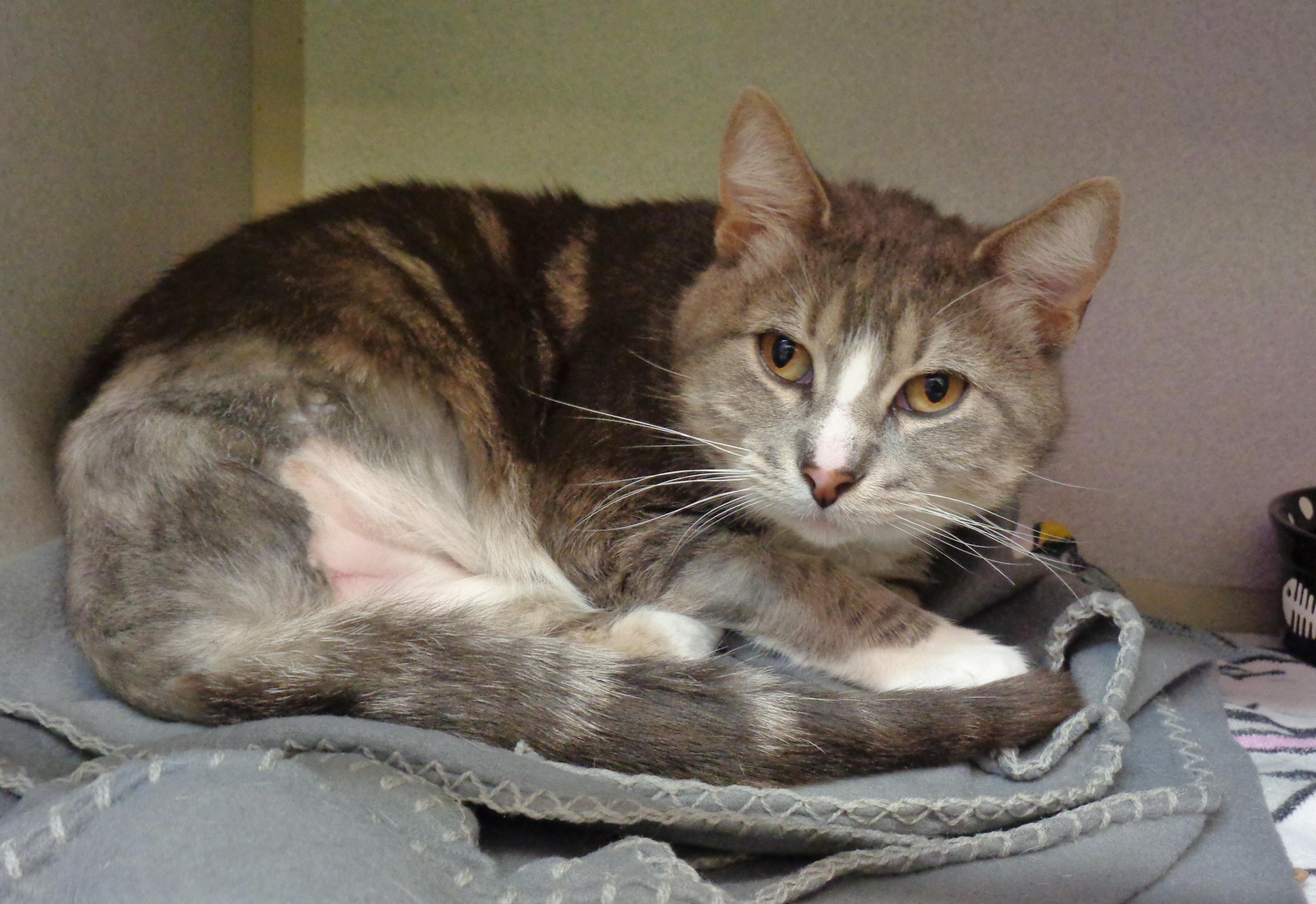 Enlarge POGO, a ADOPTABLE Tabby in Delhi, NY image 3/6