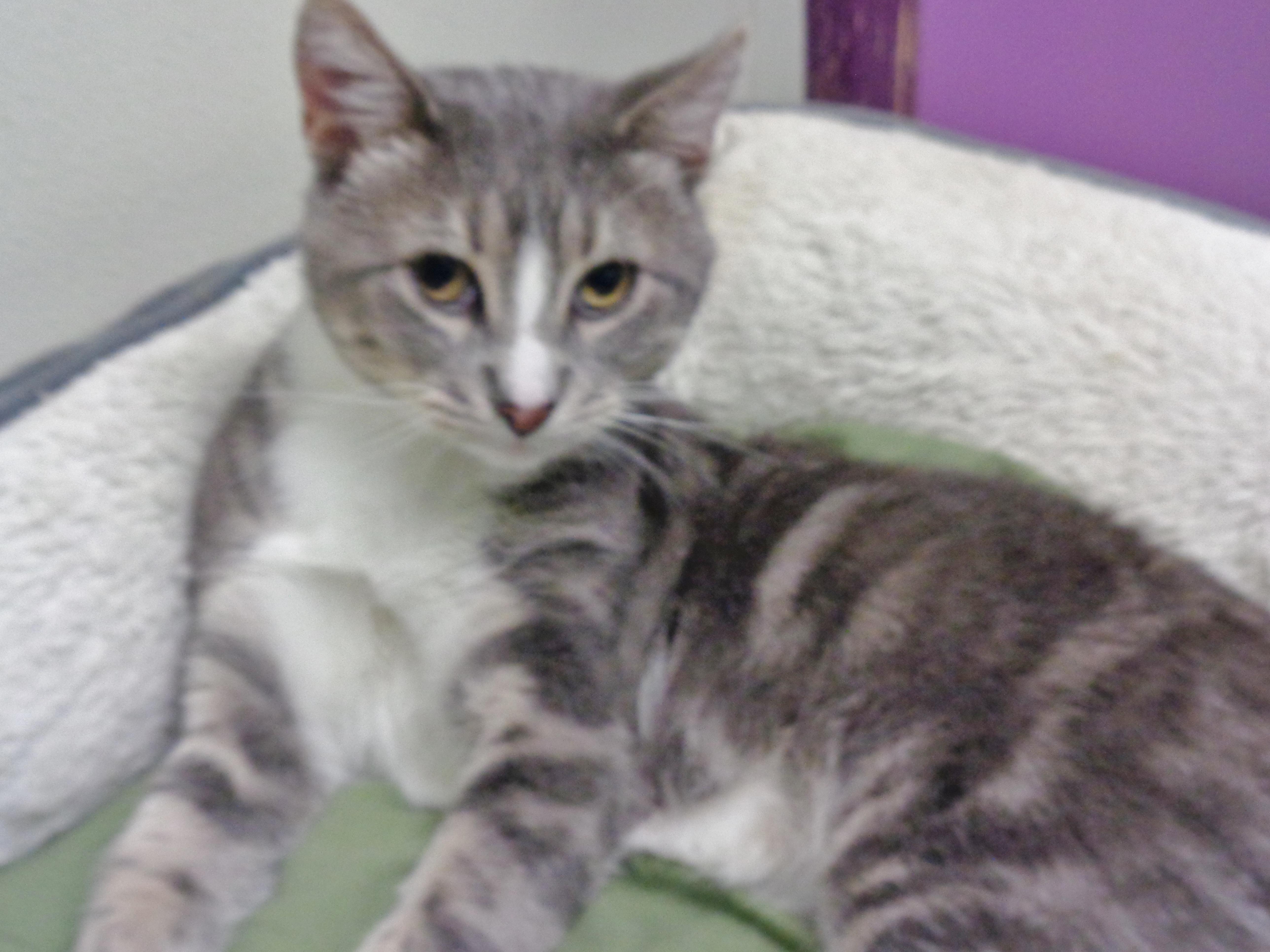 Enlarge POGO, a ADOPTABLE Tabby in Delhi, NY image 6/6
