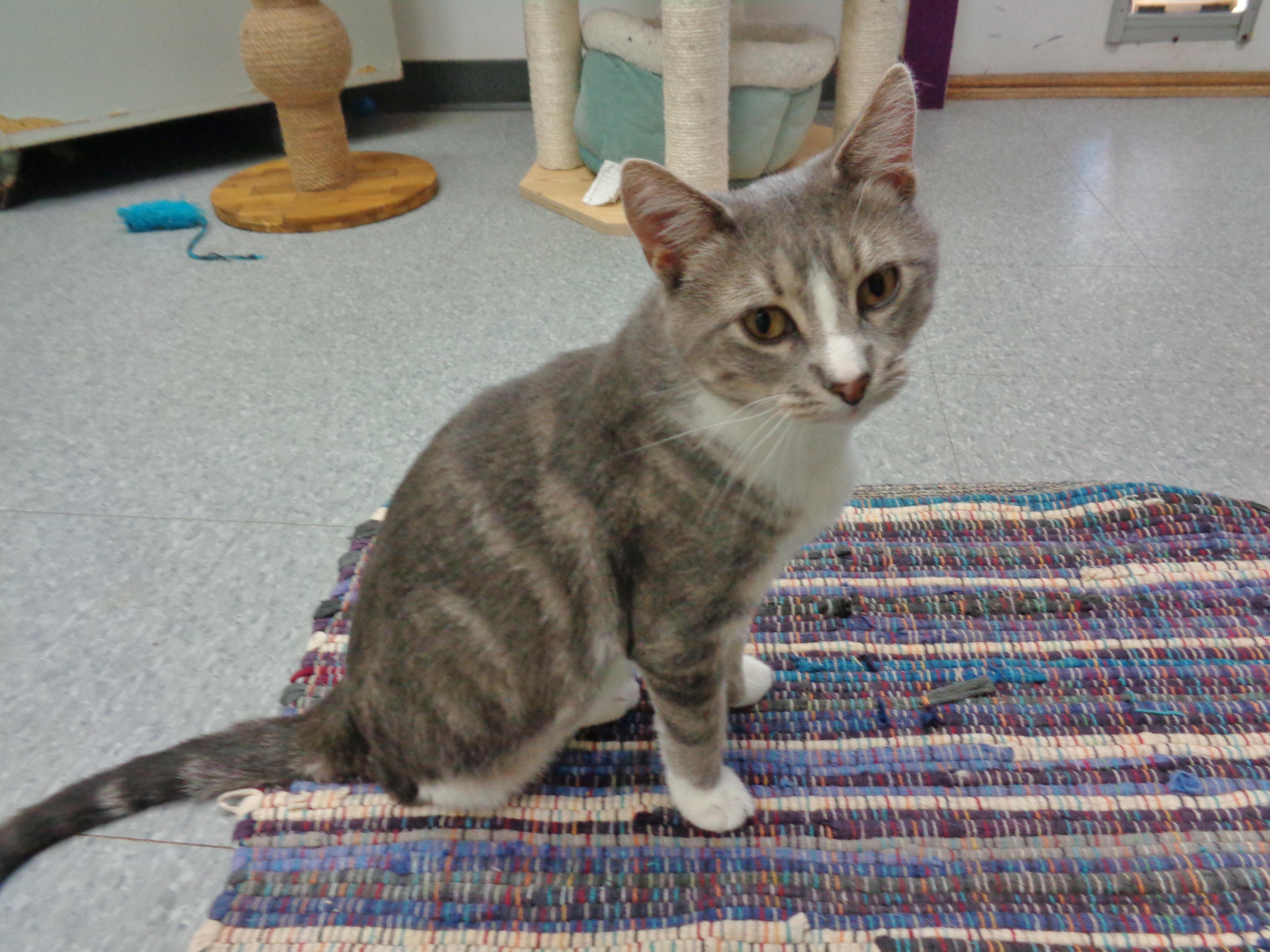 Enlarge POGO, a ADOPTABLE Tabby in Delhi, NY image 2/6