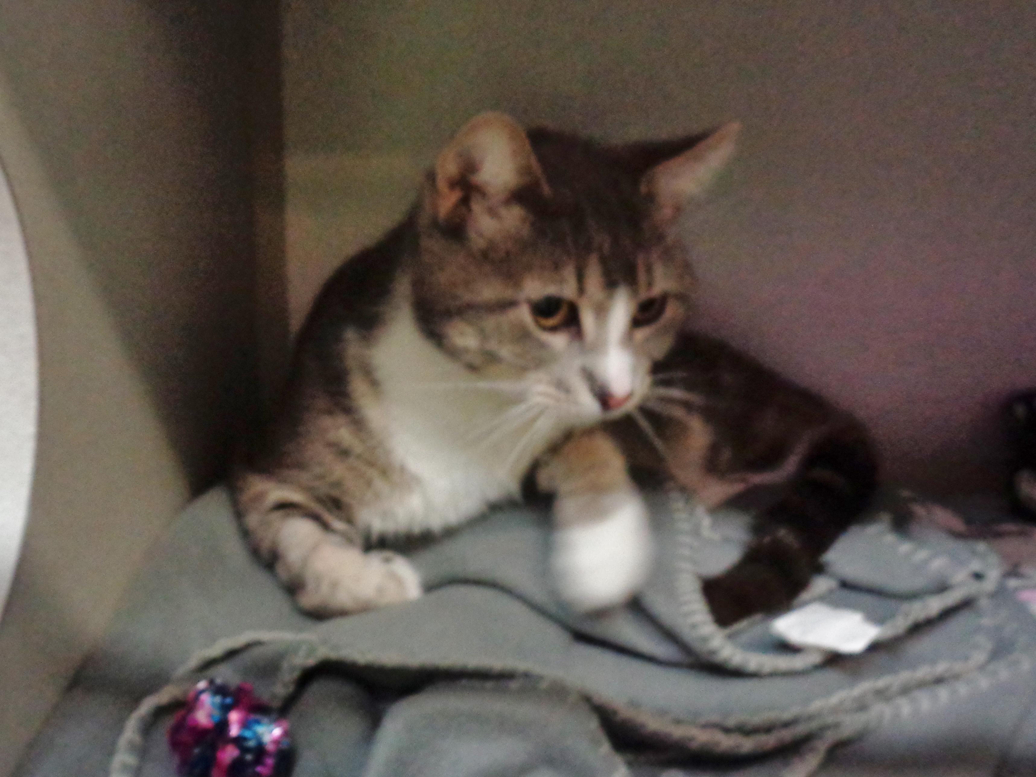 Enlarge POGO, a ADOPTABLE Tabby in Delhi, NY image 4/6