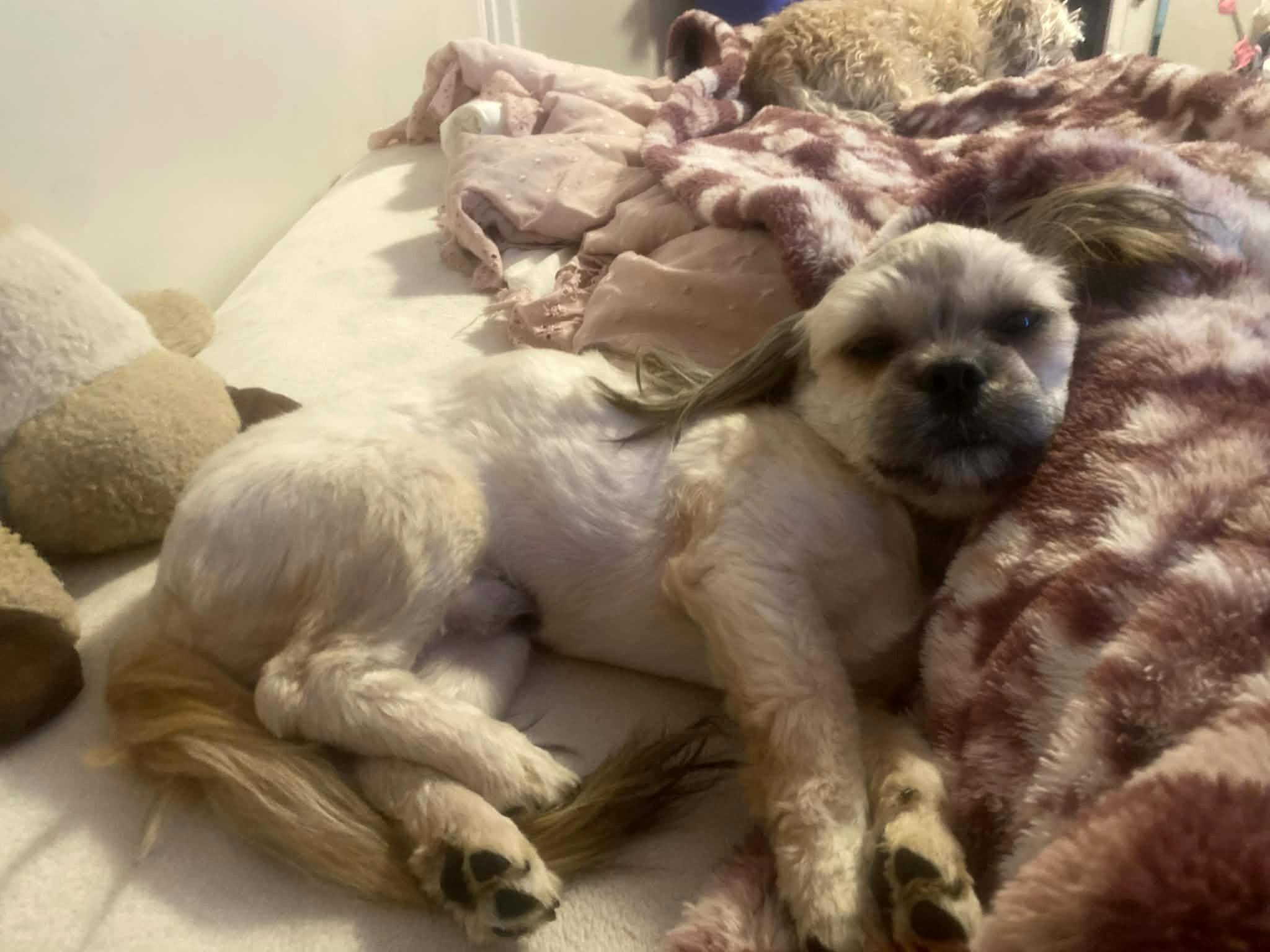 Enlarge Canoli, a ADOPTABLE mixed breed in Calgary, AB image 3/6