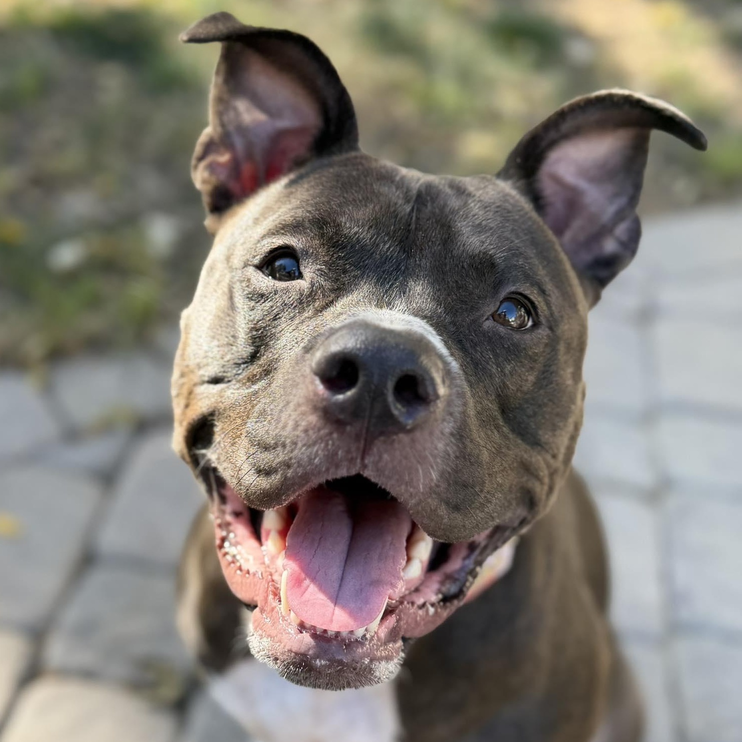 Enlarge Maude, a Adoptable Pit Bull Terrier in Raytown, MO image 1/2