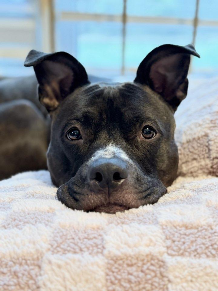 Enlarge Maude, a Adoptable Pit Bull Terrier in Raytown, MO image 2/2