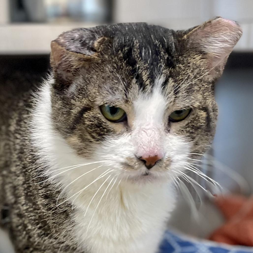 Old Greg, Adoptable, Adult Male Domestic Short Hair.