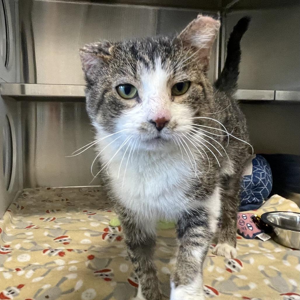 Enlarge Old Greg, a Adoptable Domestic Short Hair in Nashville, IN image 2/4