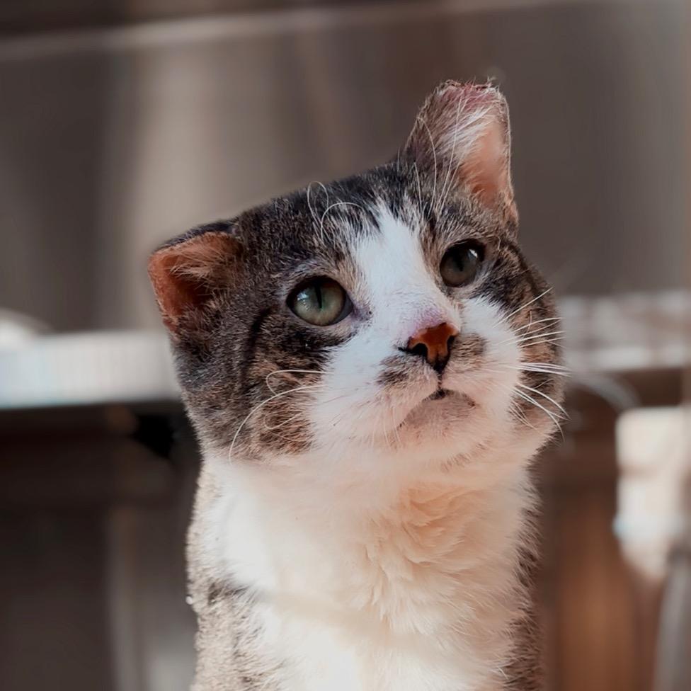 Enlarge Old Greg, a Adoptable Domestic Short Hair in Nashville, IN image 3/4