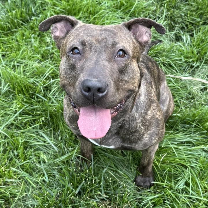 Phoebe Weeby, Adult Female Terrier