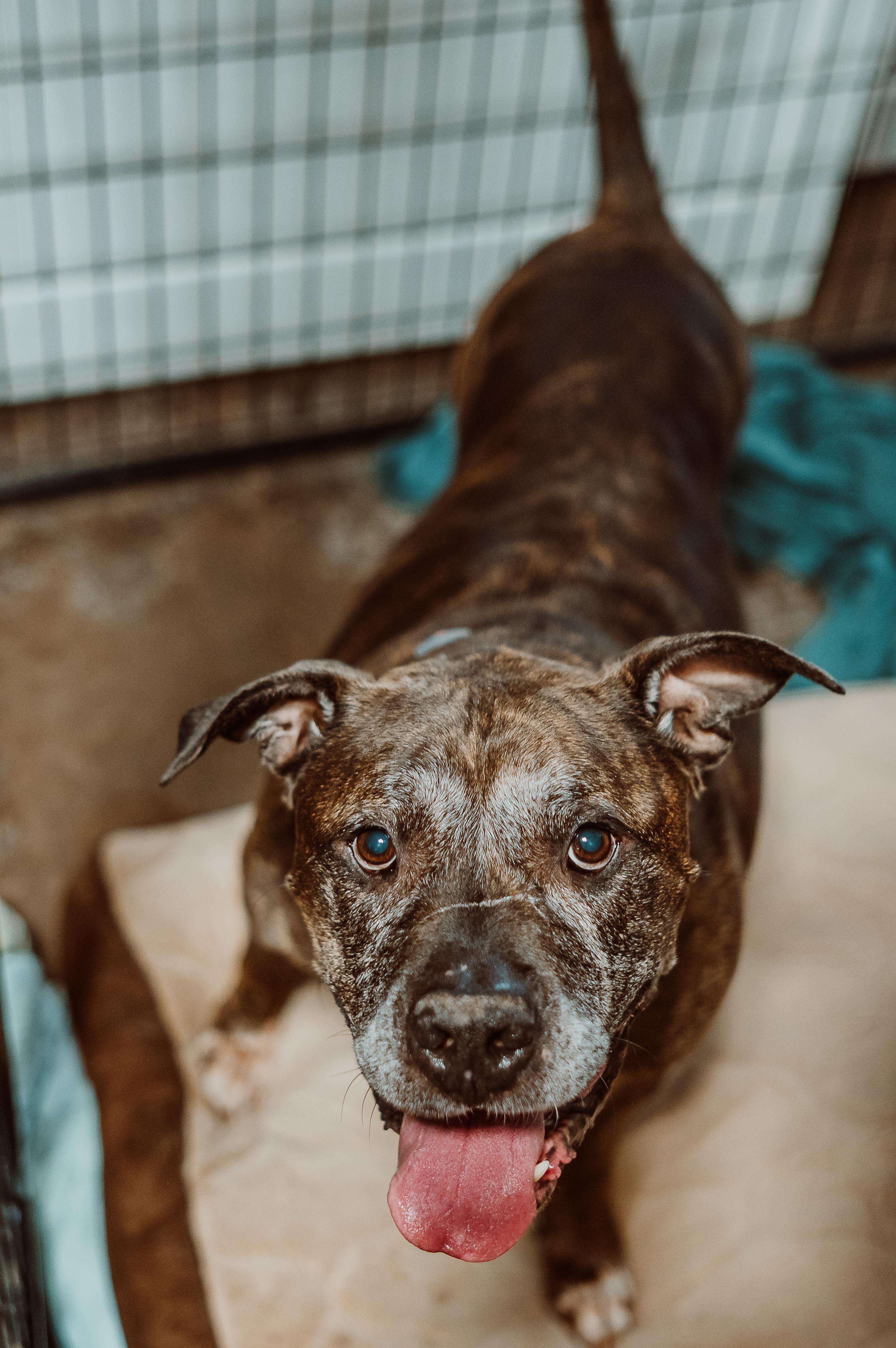 Enlarge Rocky, a Adoptable mixed breed in Le Mars, IA image 1/1